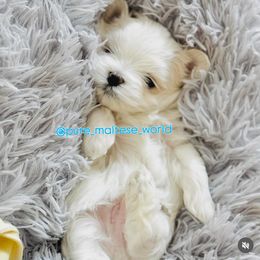 Peanut - Maltese puppy from Marvellous Maltese