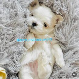 Peanut - Maltese puppy from Marvellous Maltese