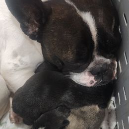 French Bulldog Puppies from Moo's Homestead
