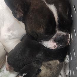 French Bulldog Puppies from Moo's Homestead