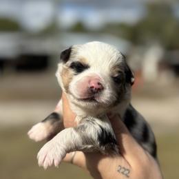 Missy - Blue merle female Australian Shepherd puppy in Orlando, Florida from Skaky Shepherds