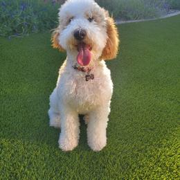 Goldendoodle All Grown Up from Goldendoodle AZ