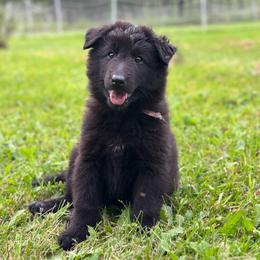 Shelly (Lilac) - Black female Belgian Sheepdog puppy in Franklin, West Virginia from Wildmour K9