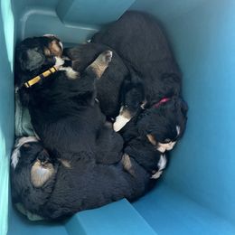 Bernese Mountain Dog Puppies from Bastian Mountain Dogs