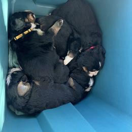 Bernese Mountain Dog Puppies from Bastian Mountain Dogs