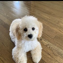 Poodle Puppies from Emmino Poodles