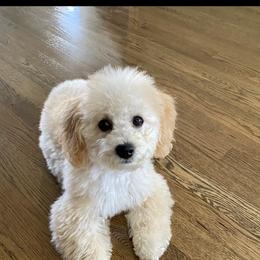 Poodle Puppies from Emmino Poodles