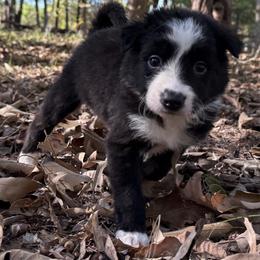 Wisp - Black and white female Border Collie puppy in Paris, Texas from Broadmoor Farm