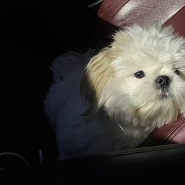 Shih Tzus from Ren