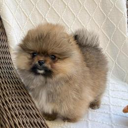 Casper - Orange sable male Pomeranian puppy in Citrus Heights, California from Yev and Marina's Pomeranians (AKC)