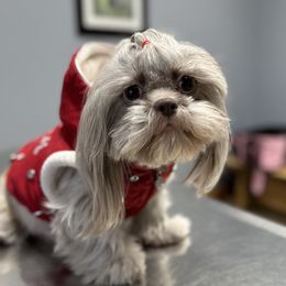 Kona - Shih Tzu