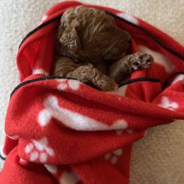 Goldendoodle Puppies from Zany Doodlez
