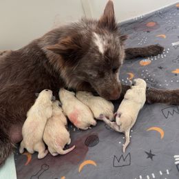 Australian Cattle Dog Puppies from Folie à Deux Australian Cattle Dogs
