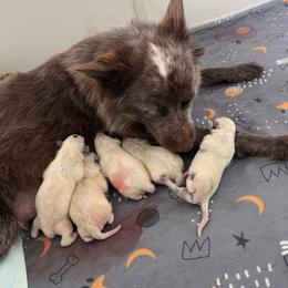 Australian Cattle Dog Puppies from Folie à Deux Australian Cattle Dogs