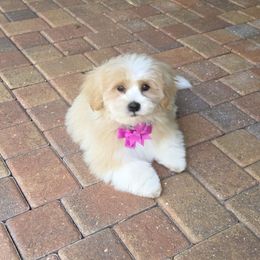 Sonny - Cream male Lhasa Apso puppy in Naples, Florida from Deborah's Lhasa Apsos