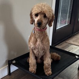 Goldendoodles from Doodle Café