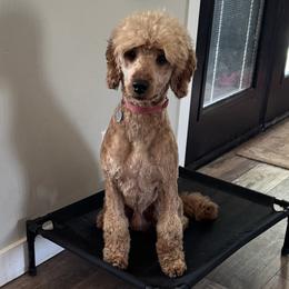 Goldendoodles from Doodle Café