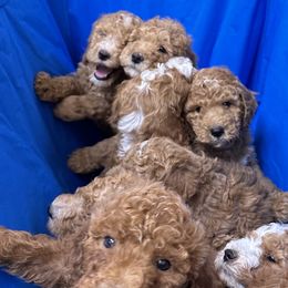 Goldendoodles from Thompson Doodle Farm