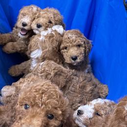 Goldendoodles from Thompson Doodle Farm
