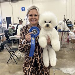 Martini - Bichon Frise