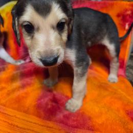 Rogue - Black and tan female Afghan Hound puppy in Watsonville, California from Summerbrook Afghans