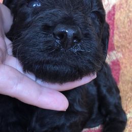 Aussiedoodles and Goldendoodles from Doodles of Northern California