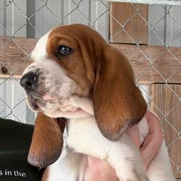 Purple collar - Mahogany and white female Basset Hound puppy in Kenansville, Florida from Fancy Hounds