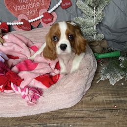 Ashley’s Boy 4 -S - Cavalier King Charles Spaniel puppy from Sweet Heart Cavaliers