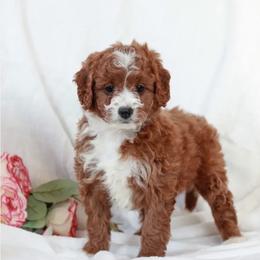 Heidi - Red female Cavapoo puppy in Mint Hill, North Carolina from DoodleForever