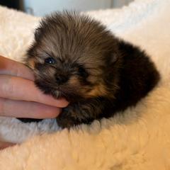 Chewy - Orange sable male Pomeranian puppy in Rockledge, Florida from Skye pomeranians