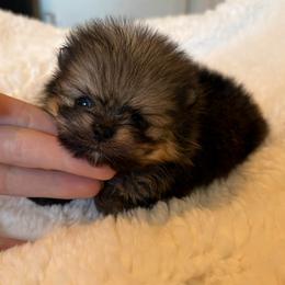 Chewy - Orange sable male Pomeranian puppy in Rockledge, Florida from Skye pomeranians