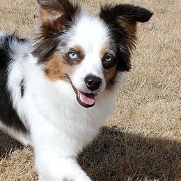 Toy Australian Shepherds from Ayres Aussies
