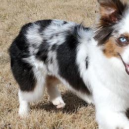 Toy Australian Shepherds from Ayres Aussies