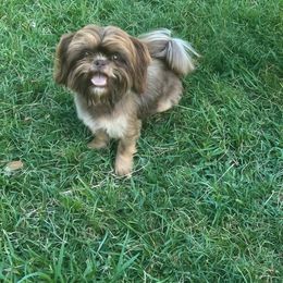 Cash - Shih Tzu