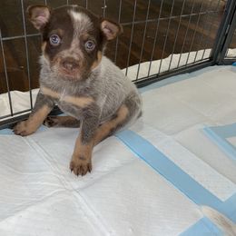 Australian Cattle Dog Puppies from Rising J Cattle Dogs