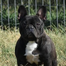Beep - French Bulldog