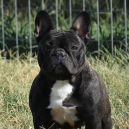 Beep - French Bulldog