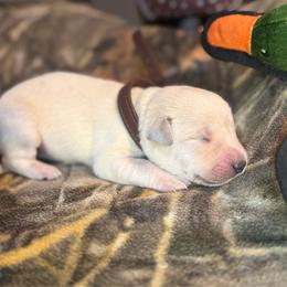 Brown collar yellow male - Yellow male Labrador Retriever puppy in Moore, Oklahoma from Okiehuntinboyz Labrador Retrievers