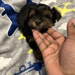 Hamm - Black and tan male Yorkshire Terrier puppy in Gastonia, North Carolina from Precious pups dynasty kennel