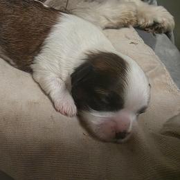 BUDDY - Brindle and white male Mal-Shi puppy in Belleville, Michigan from Michigan Maltese Puppies