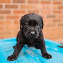 Labrador Retriever Puppies from Barefoot Kennels, LLC