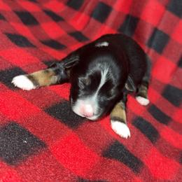 Bonnie - Black tri female Miniature Australian Shepherd puppy in Liberty, Mississippi from Liberty Oaks Aussies and Dachshunds