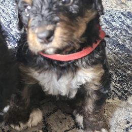 Bernedoodle Puppies from Joyful Pastures Homestead
