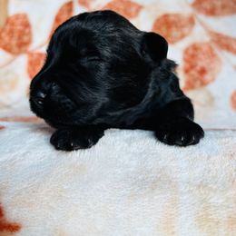 Girl 1 - Brindle female Bouvier des Flandres puppy in Ashtabula, Ohio from Beulah Bouviers and Havanese