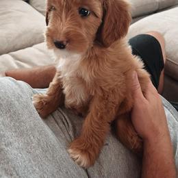 Lavender - Goldendoodle