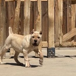 Straw puppy - Fawn male Cane Corso puppy in Antioch, California from Maestoso Cane Corso