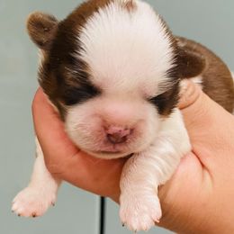 Milo - Red and white male Shih Tzu puppy in Coalinga, California from Precious Shih tzus