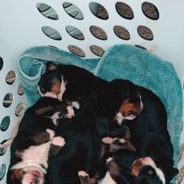 Bernese Mountain Dog Puppies from Humble Hearts Bernese