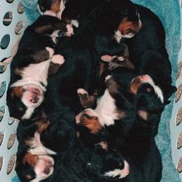 Bernese Mountain Dog Puppies from Humble Hearts Bernese