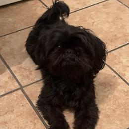 Cosmo - Black male Shih Tzu puppy in Northridge, California from Our ShihTzu Family